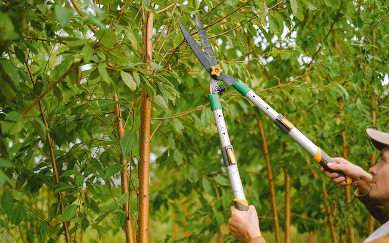 Tree trimming in Lakeside, OR